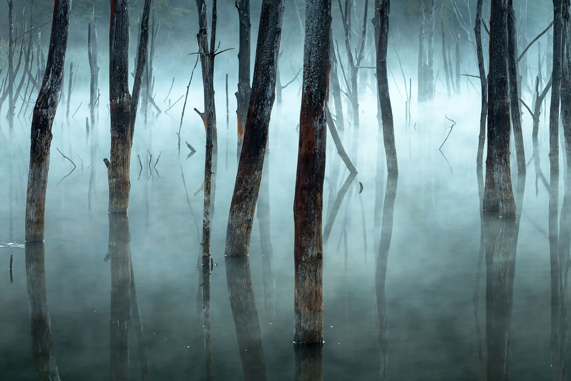 Dead trees in a natural dam, from an enchanted forest :)
