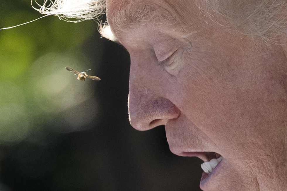 Un'ape vicino al viso del presidente degli Stati Uniti Donald Trump, durante un incontro con il primo ministro greco Alexis Tsipras alla Casa Bianca
(Drew Angerer/Getty Images)